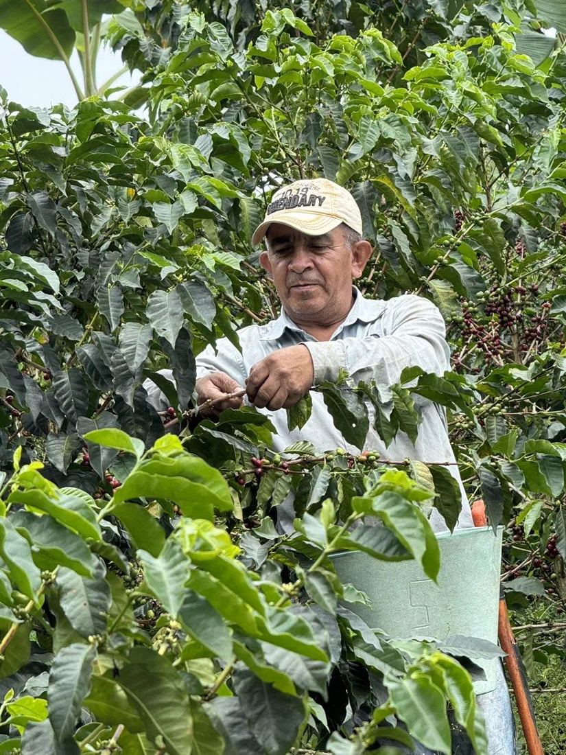 Don Alirio picking coffee among the trees