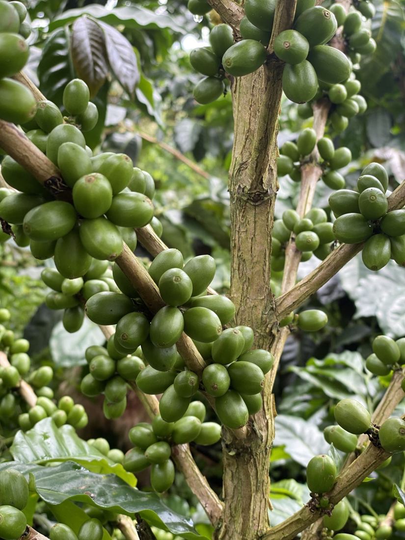 Green coffee cherries on the branch