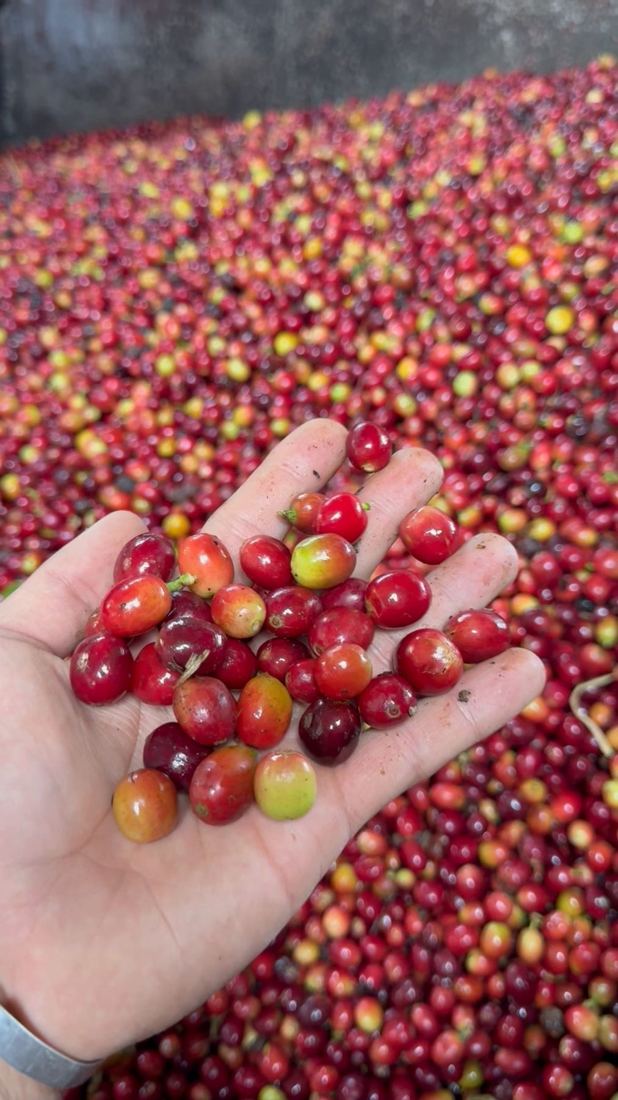 A hand holding ripe red cherries over the day's harvest