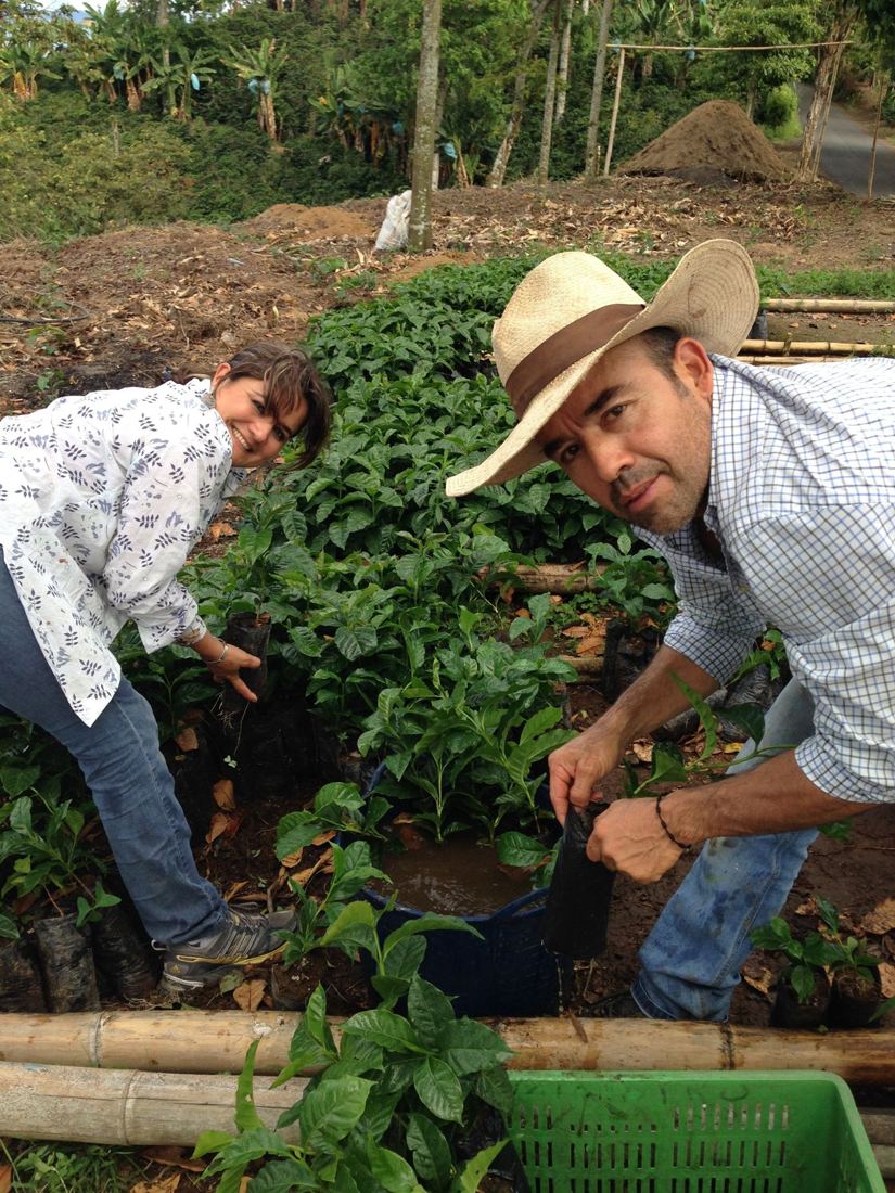 A man in a hat and a woman planting coffee seedlings in the nursery