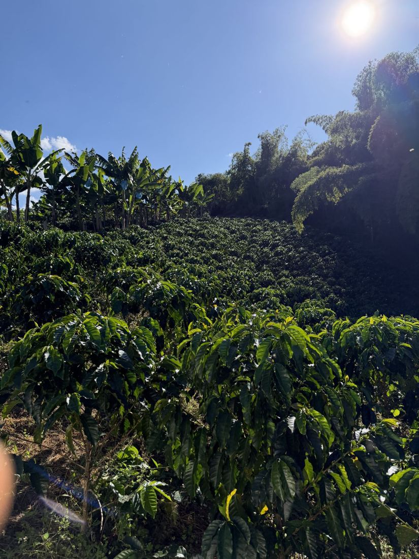 Coffee trees on a steep slope with shade trees and sun